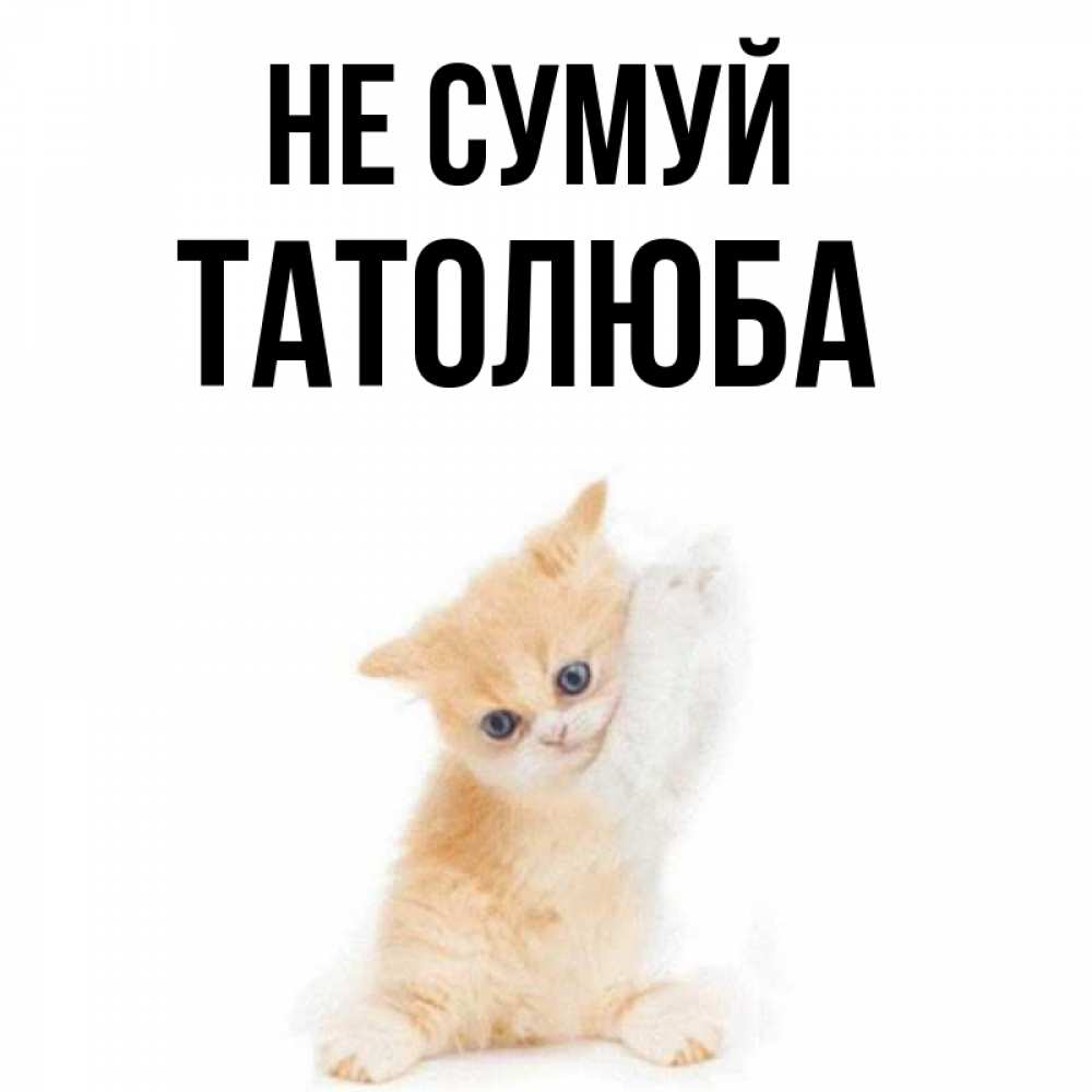Открытка на каждый день з підписом, Татолюба Не сумуй просящий кот Прикольна листівка з побажанням онлайн скачати безкоштовно 