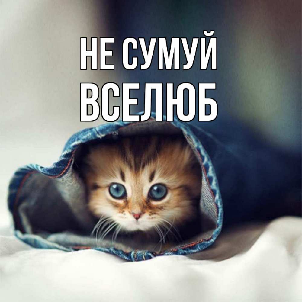 Открытка на каждый день з підписом, Вселюб Не сумуй кот в одежде Прикольна листівка з побажанням онлайн скачати безкоштовно 