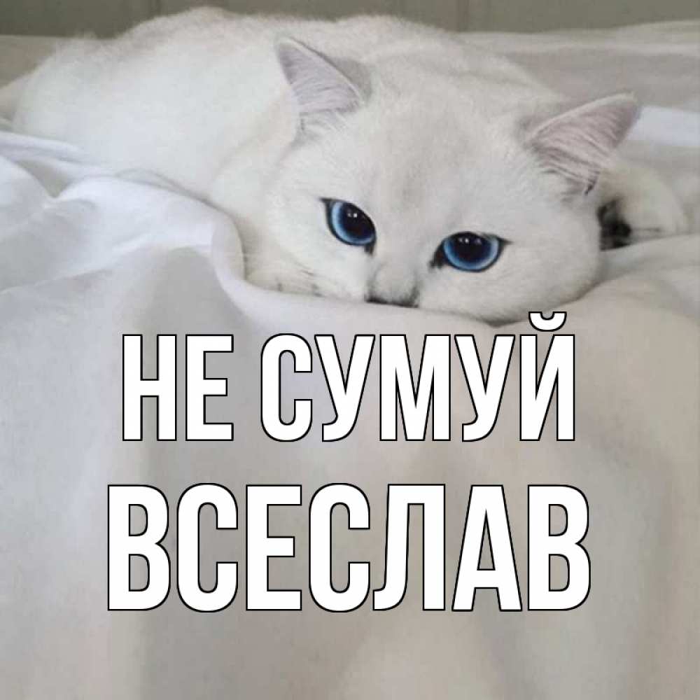 Открытка на каждый день з підписом, Всеслав Не сумуй белый кот с голубыми глазами на белоснежной кровати Прикольна листівка з побажанням онлайн скачати безкоштовно 