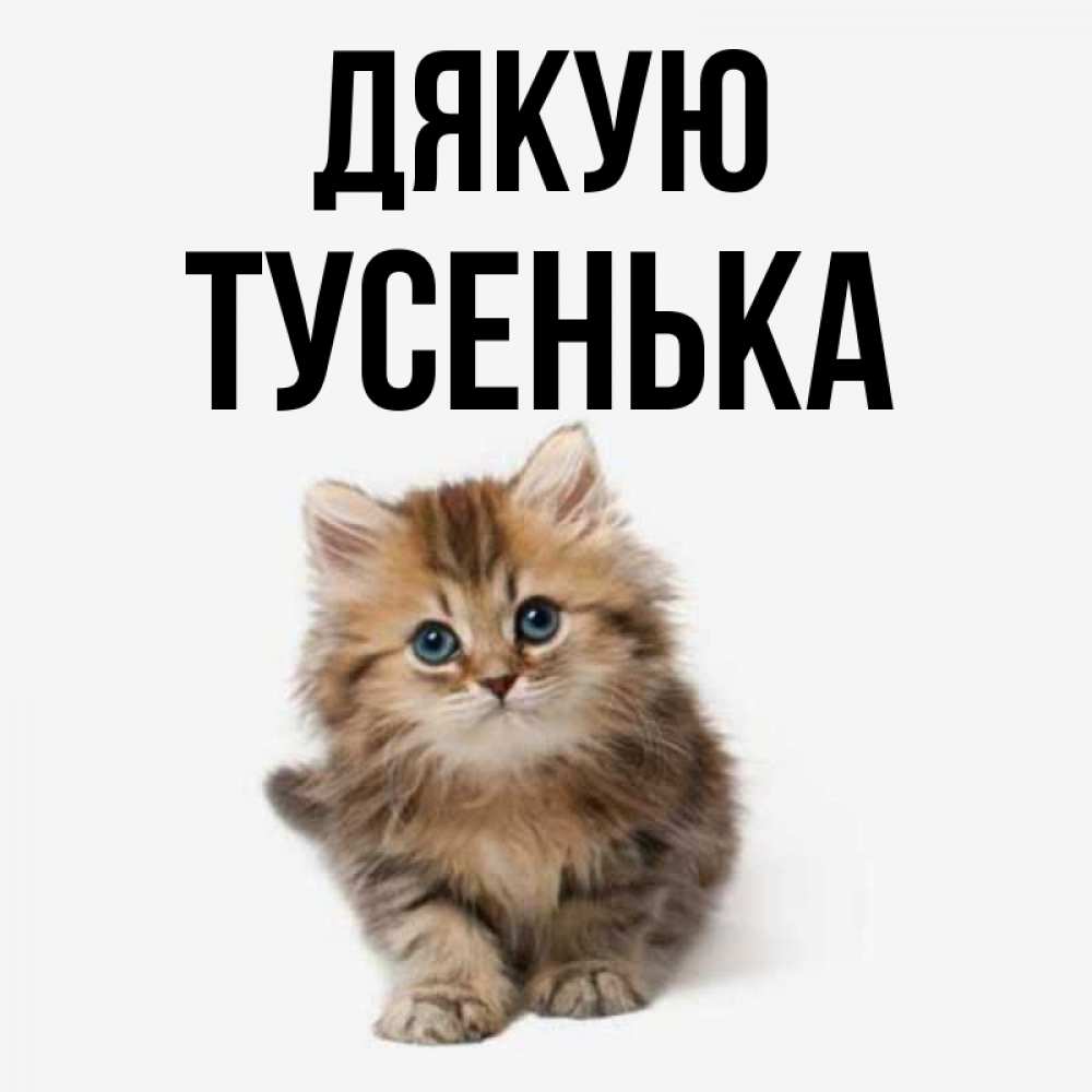 Открытка на каждый день з підписом, Тусенька Дякую пушистый котик Прикольна листівка з побажанням онлайн скачати безкоштовно 