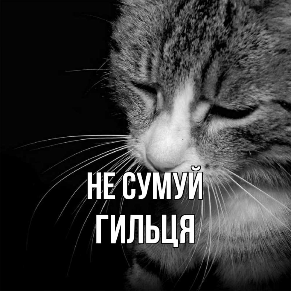 Открытка на каждый день з підписом, Гильця Не сумуй грустный котик Прикольна листівка з побажанням онлайн скачати безкоштовно 
