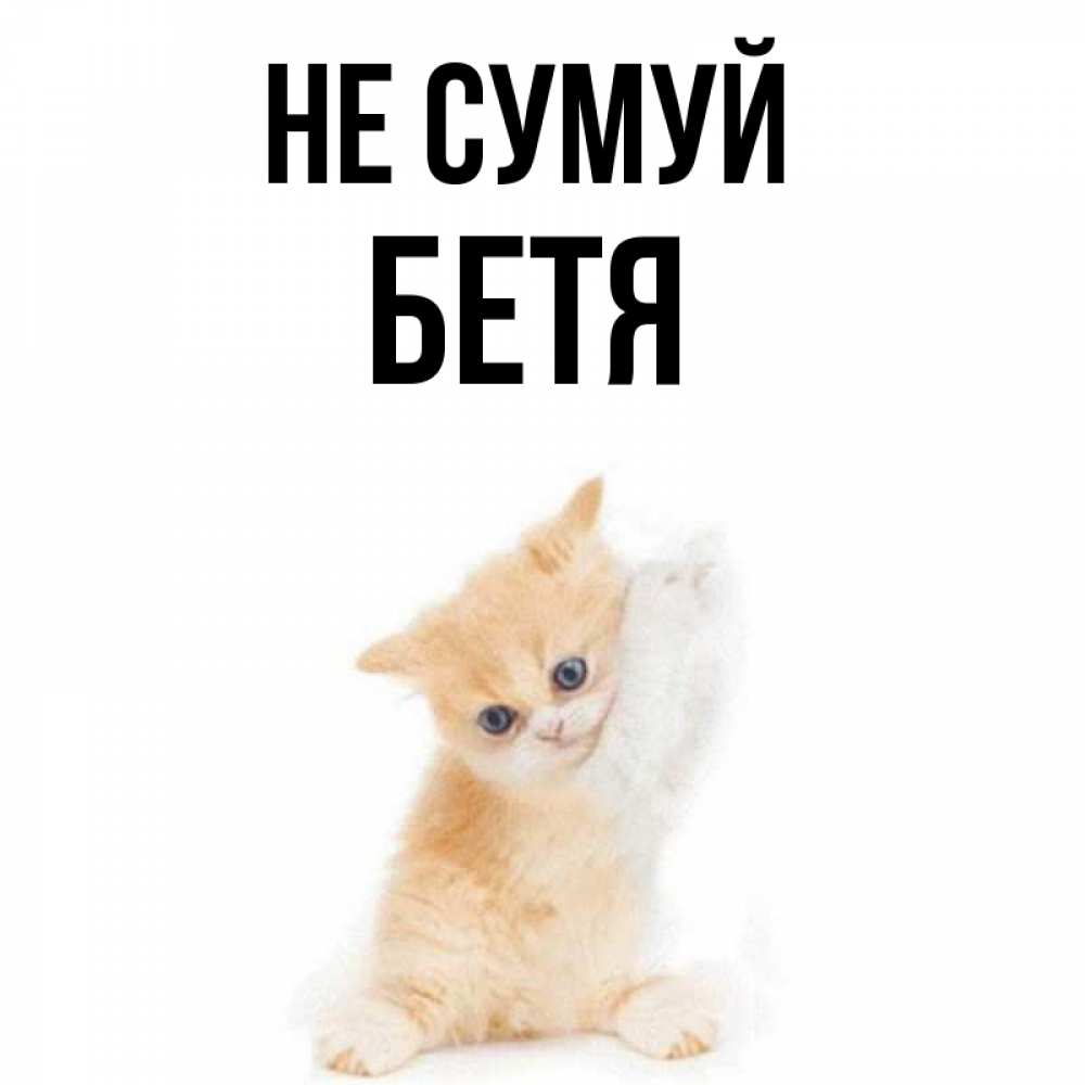 Открытка на каждый день з підписом, Бетя Не сумуй просящий кот Прикольна листівка з побажанням онлайн скачати безкоштовно 