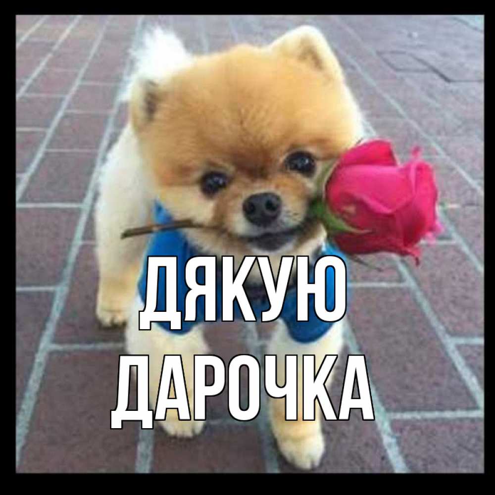 Открытка на каждый день з підписом, Дарочка Дякую спасибо и дарю тебе цветок Прикольна листівка з побажанням онлайн скачати безкоштовно 