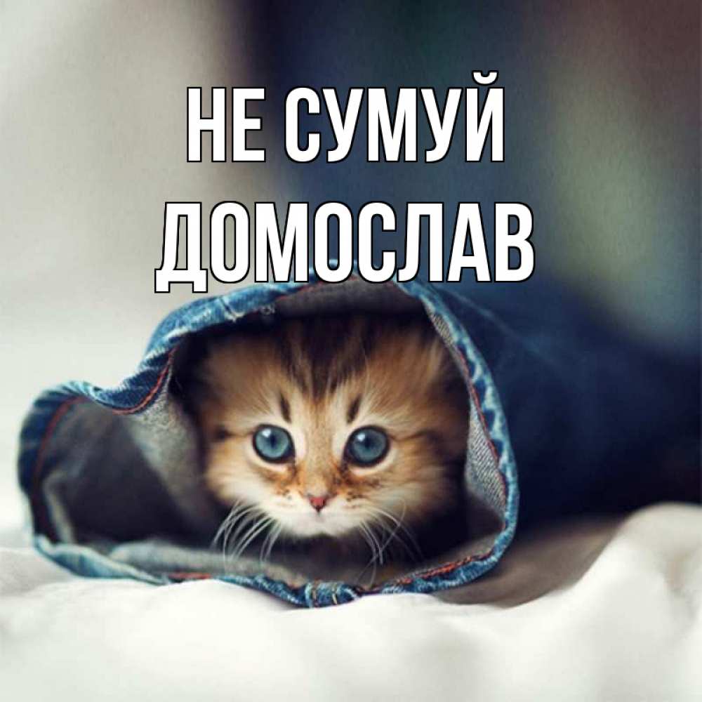 Открытка на каждый день з підписом, Домослав Не сумуй кот в одежде Прикольна листівка з побажанням онлайн скачати безкоштовно 