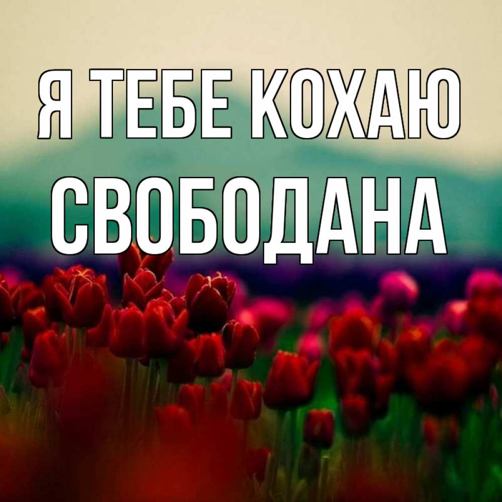 Открытка на каждый день з підписом, Свободана Я тебе кохаю тюльпаны 4 Прикольна листівка з побажанням онлайн скачати безкоштовно 