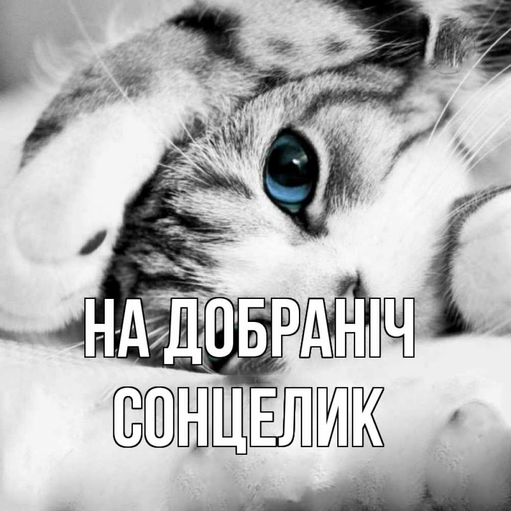 Открытка на каждый день з підписом, Сонцелик На добраніч кот устал Прикольна листівка з побажанням онлайн скачати безкоштовно 