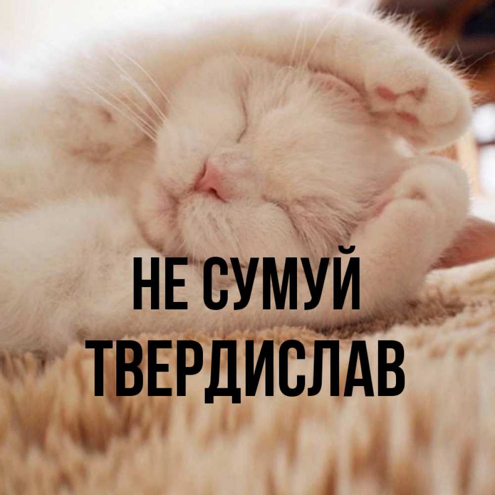 Открытка на каждый день з підписом, Твердислав Не сумуй Котенок спит Прикольна листівка з побажанням онлайн скачати безкоштовно 