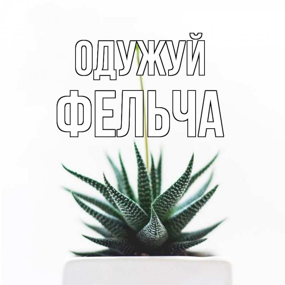 Открытка на каждый день з підписом, Фельча Одужуй короче это непонятная колючка Прикольна листівка з побажанням онлайн скачати безкоштовно 
