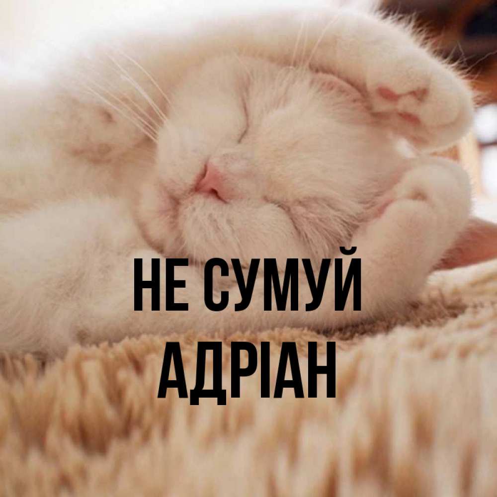 Открытка на каждый день з підписом, Адріан Не сумуй Котенок спит Прикольна листівка з побажанням онлайн скачати безкоштовно 