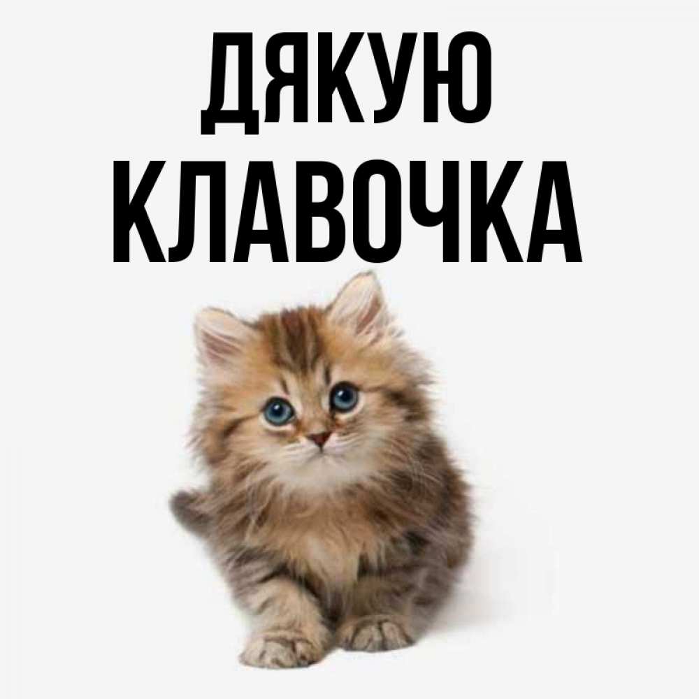 Открытка на каждый день з підписом, Клавочка Дякую пушистый котик Прикольна листівка з побажанням онлайн скачати безкоштовно 