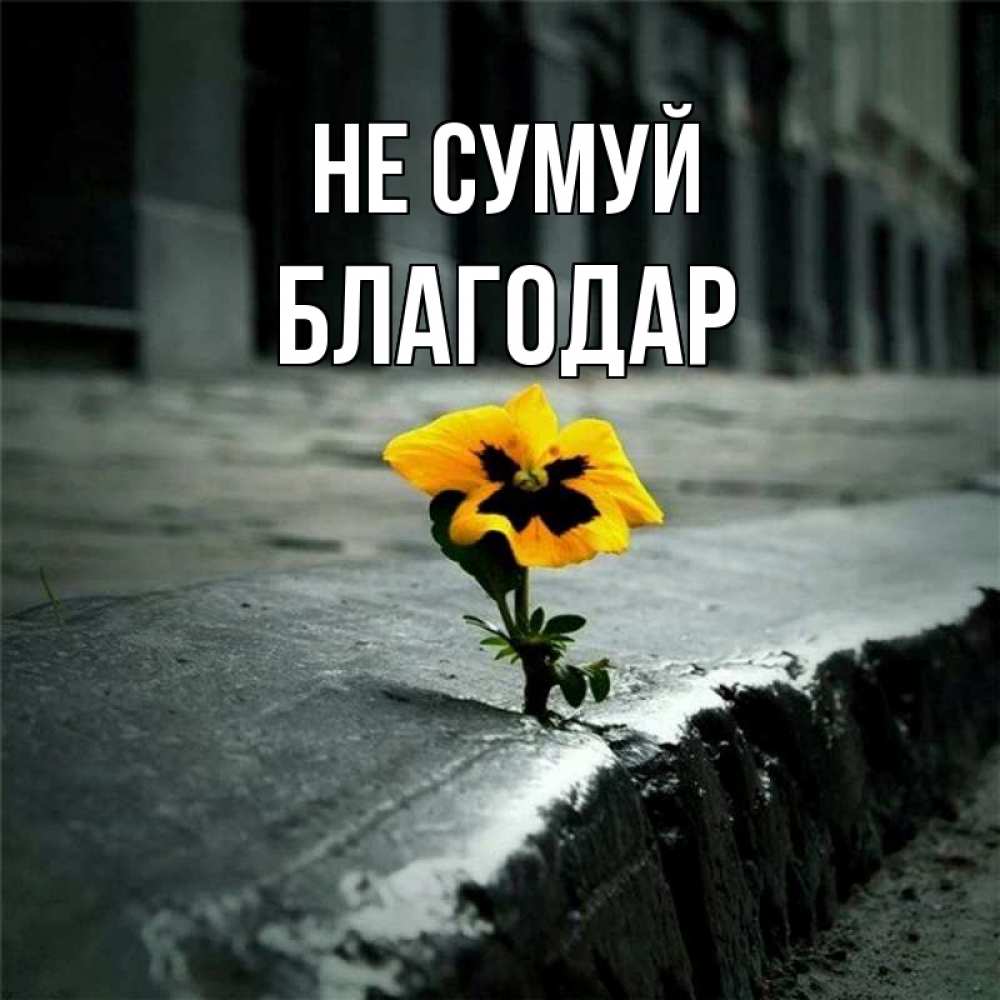 Открытка на каждый день з підписом, Благодар Не сумуй не сдавайся Прикольна листівка з побажанням онлайн скачати безкоштовно 