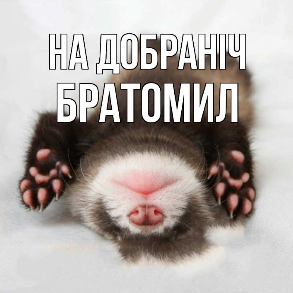 Открытка на каждый день з підписом, Братомил На добраніч зверек Прикольна листівка з побажанням онлайн скачати безкоштовно 