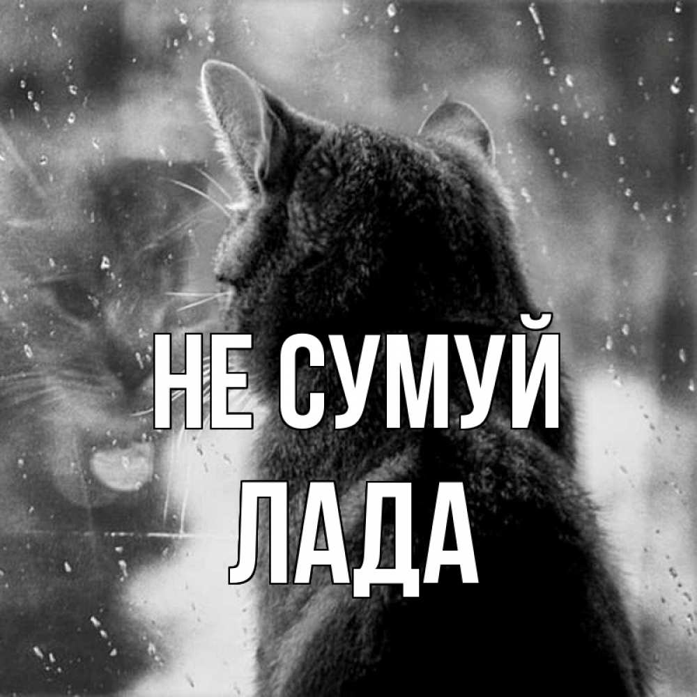 Открытка на каждый день з підписом, Лада Не сумуй отражение кота 1 Прикольна листівка з побажанням онлайн скачати безкоштовно 