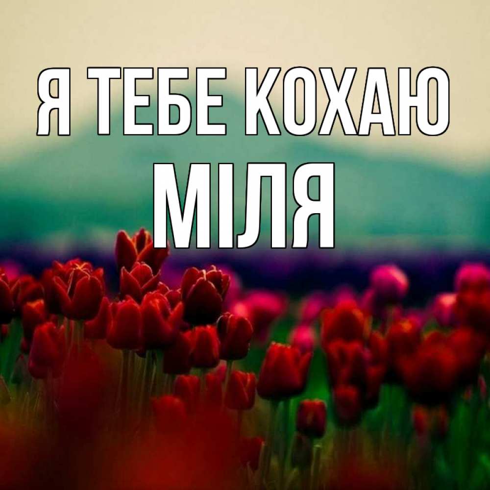 Открытка на каждый день з підписом, Міля Я тебе кохаю тюльпаны 4 Прикольна листівка з побажанням онлайн скачати безкоштовно 