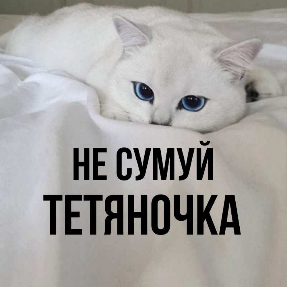 Открытка на каждый день з підписом, Тетяночка Не сумуй Голубоглазая кошка Прикольна листівка з побажанням онлайн скачати безкоштовно 