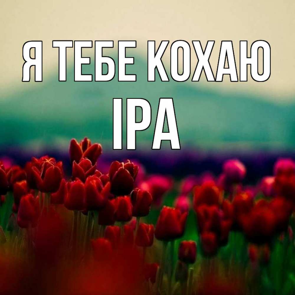 Открытка на каждый день з підписом, Іра Я тебе кохаю тюльпаны 4 Прикольна листівка з побажанням онлайн скачати безкоштовно 