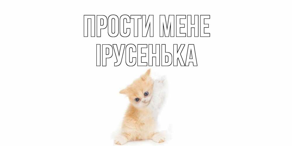 Открытка на каждый день з підписом, Ірусенька Прости мене кот Прикольна листівка з побажанням онлайн скачати безкоштовно 