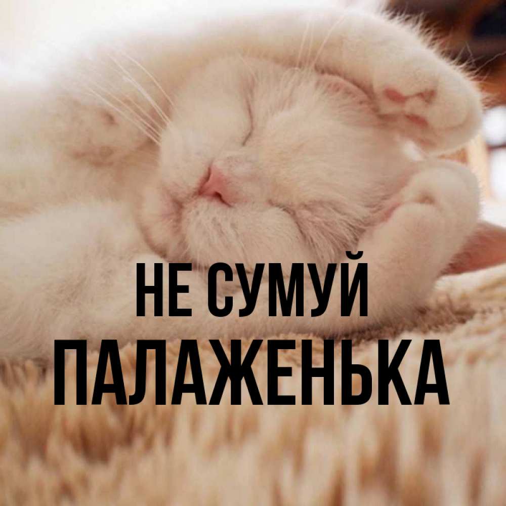 Открытка на каждый день з підписом, Палаженька Не сумуй Котенок спит Прикольна листівка з побажанням онлайн скачати безкоштовно 
