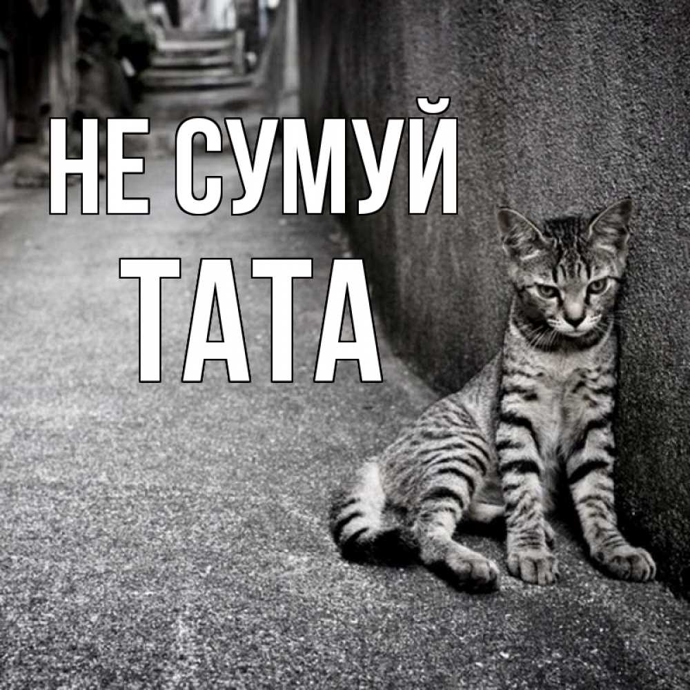 Открытка на каждый день з підписом, Тата Не сумуй скучающий котик Прикольна листівка з побажанням онлайн скачати безкоштовно 
