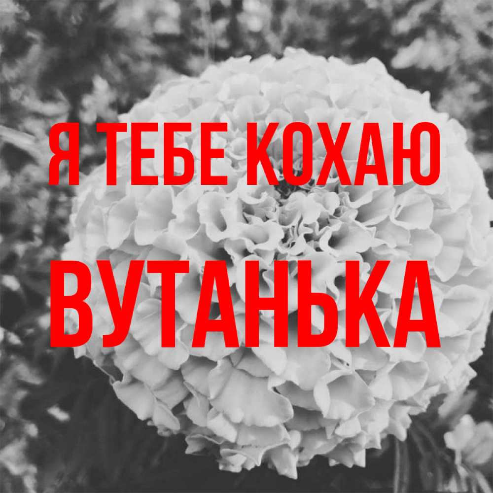 Открытка на каждый день з підписом, Вутанька Я тебе кохаю подпись Прикольна листівка з побажанням онлайн скачати безкоштовно 