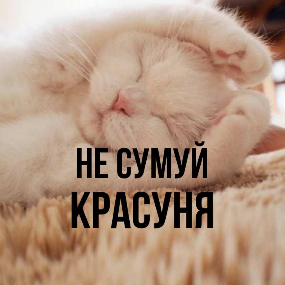 Открытка на каждый день з підписом, Красуня Не сумуй Котенок спит Прикольна листівка з побажанням онлайн скачати безкоштовно 