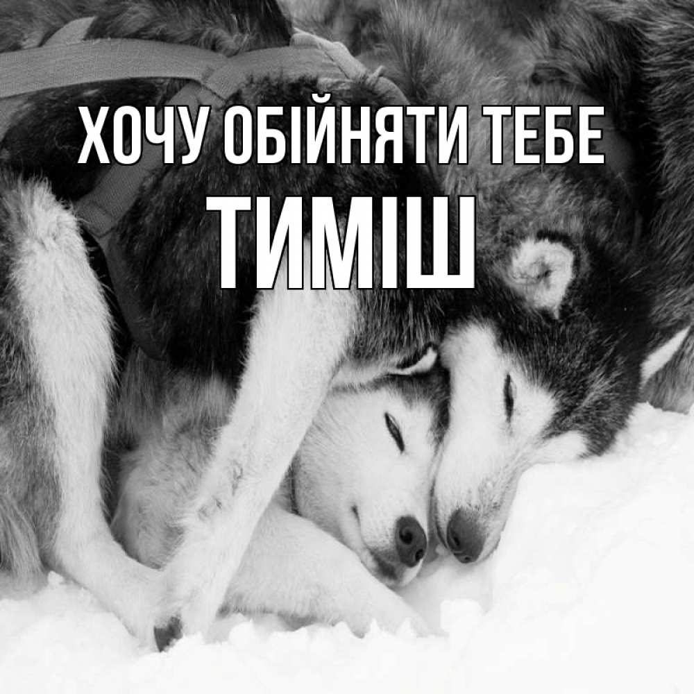 Открытка на каждый день з підписом, Тиміш Хочу обійняти тебе собачки в упряжке Прикольна листівка з побажанням онлайн скачати безкоштовно 