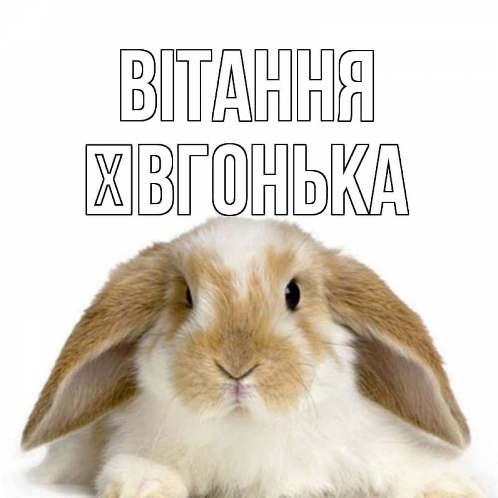 Открытка на каждый день з підписом, Ївгонька Вітання с животными Прикольна листівка з побажанням онлайн скачати безкоштовно 