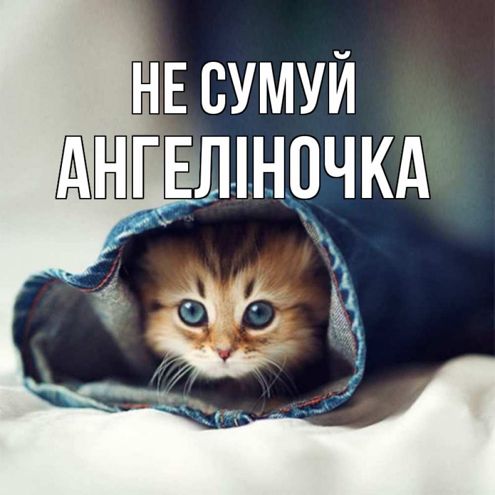 Открытка на каждый день з підписом, Ангеліночка Не сумуй кот в одежде Прикольна листівка з побажанням онлайн скачати безкоштовно 