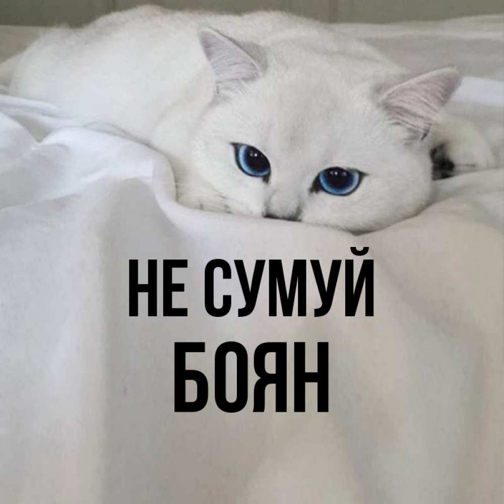 Открытка на каждый день з підписом, Боян Не сумуй Голубоглазая кошка Прикольна листівка з побажанням онлайн скачати безкоштовно 