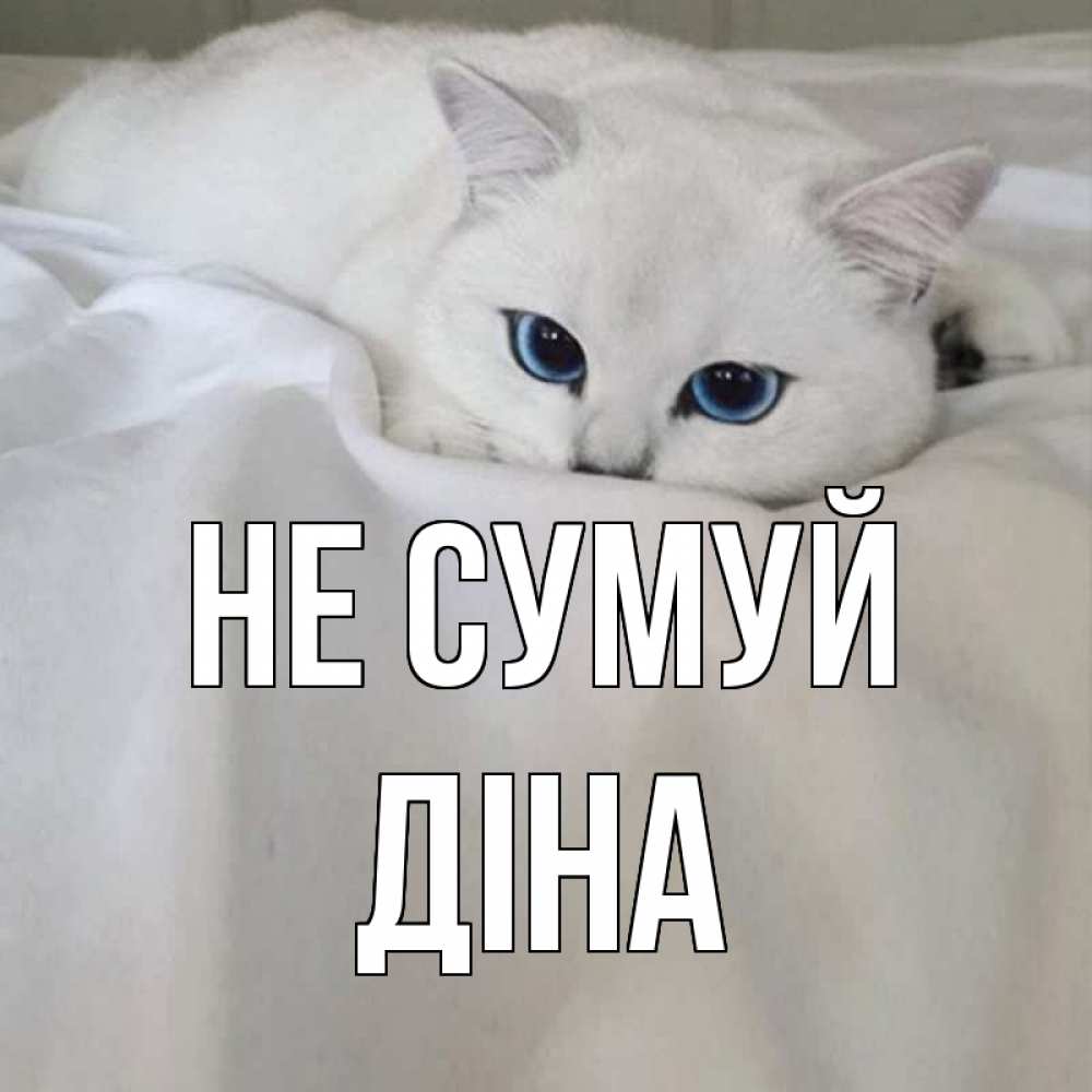 Открытка на каждый день з підписом, Діна Не сумуй белый кот с голубыми глазами на белоснежной кровати Прикольна листівка з побажанням онлайн скачати безкоштовно 