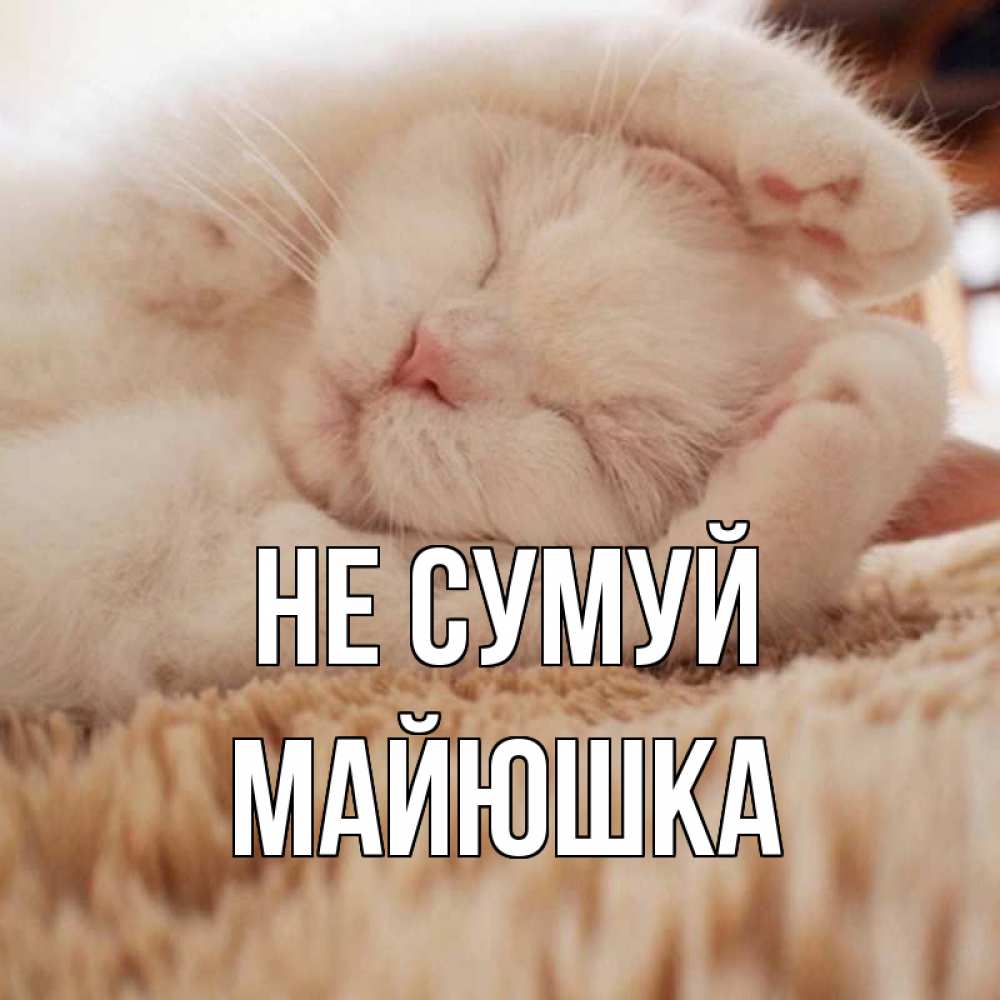 Открытка на каждый день з підписом, Майюшка Не сумуй белый кот Прикольна листівка з побажанням онлайн скачати безкоштовно 