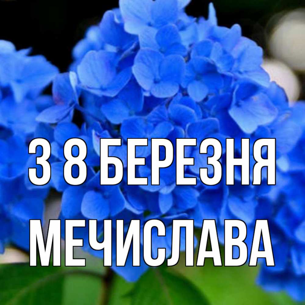 Открытка на каждый день з підписом, Мечислава З 8 БЕРЕЗНЯ синие цветы Прикольна листівка з побажанням онлайн скачати безкоштовно 
