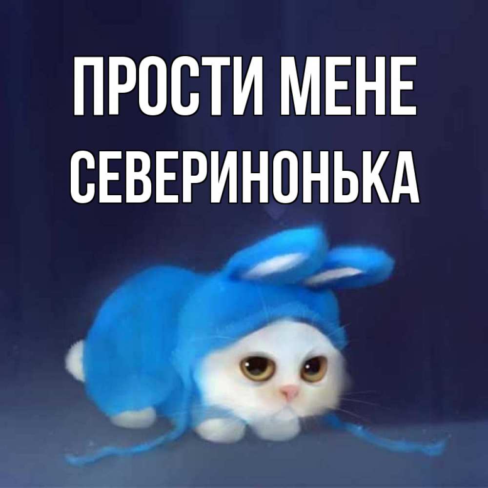 Открытка на каждый день з підписом, Северинонька Прости мене невинный котозай просит прощения Прикольна листівка з побажанням онлайн скачати безкоштовно 
