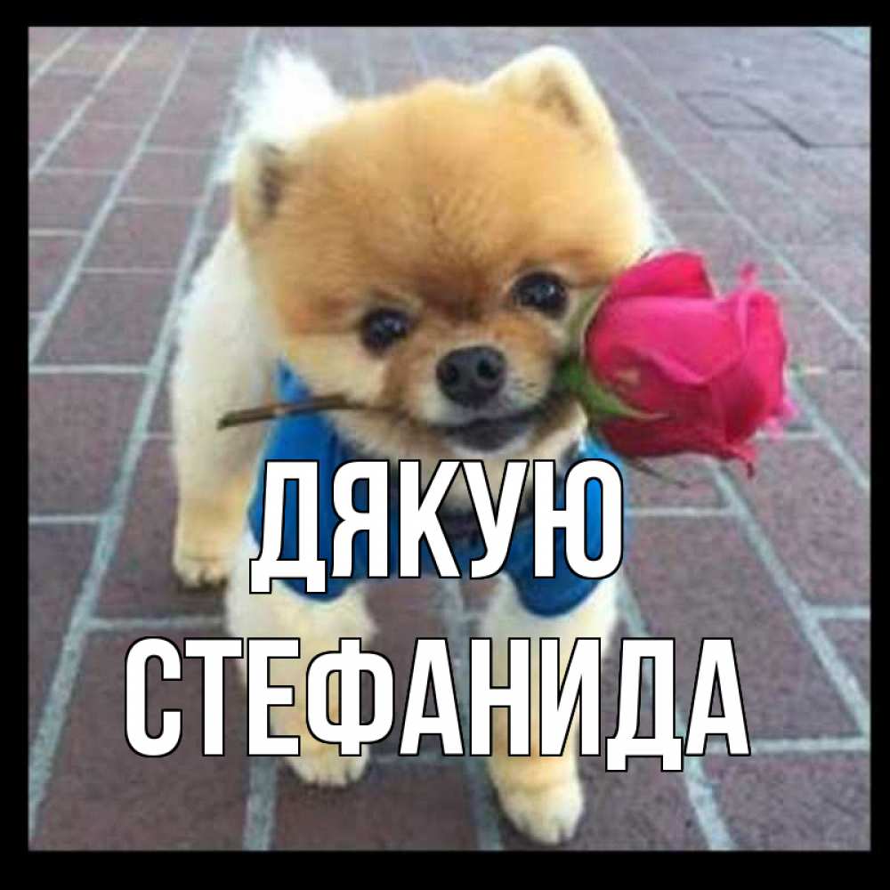 Открытка на каждый день з підписом, Стефанида Дякую спасибо и дарю тебе цветок Прикольна листівка з побажанням онлайн скачати безкоштовно 