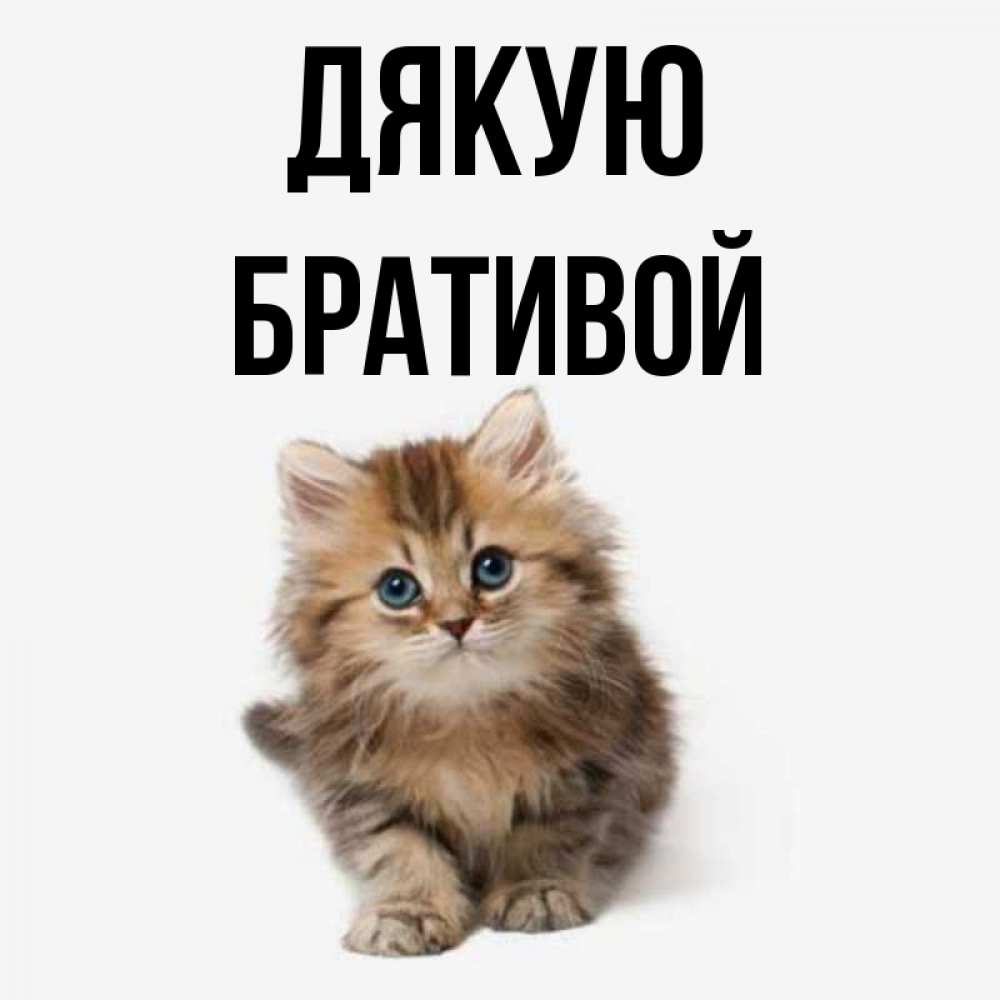 Открытка на каждый день з підписом, Бративой Дякую пушистый котик Прикольна листівка з побажанням онлайн скачати безкоштовно 