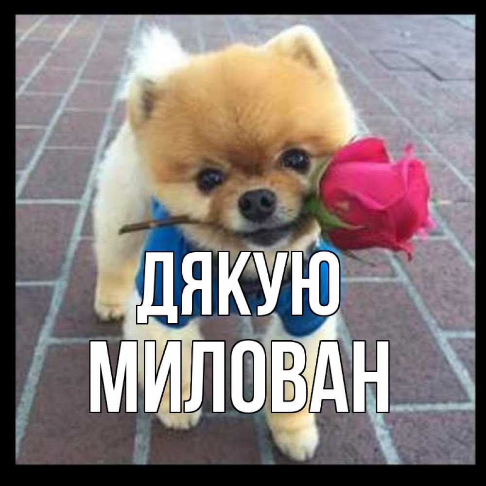 Открытка на каждый день з підписом, Милован Дякую спасибо и дарю тебе цветок Прикольна листівка з побажанням онлайн скачати безкоштовно 