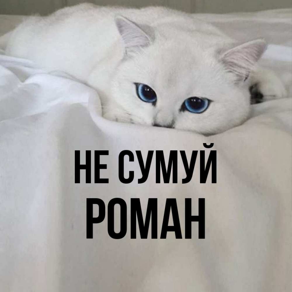 Открытка на каждый день з підписом, Роман Не сумуй Голубоглазая кошка Прикольна листівка з побажанням онлайн скачати безкоштовно 