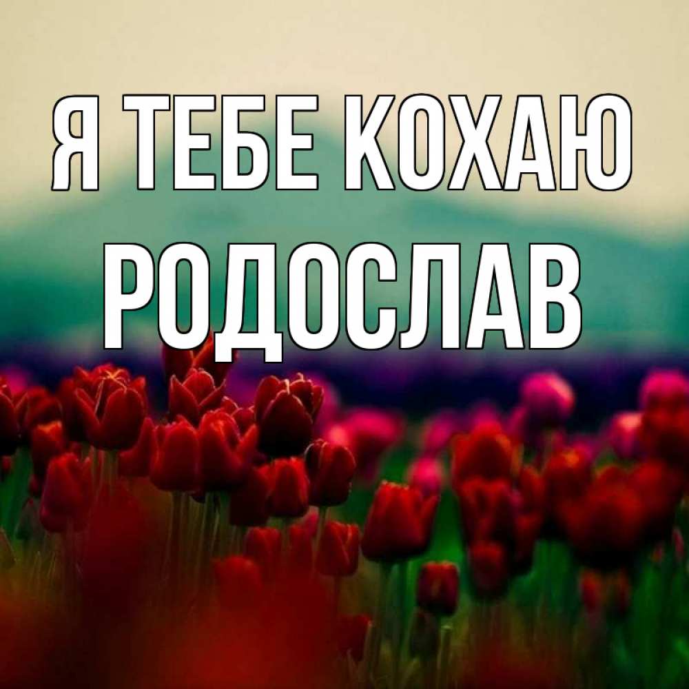 Открытка на каждый день з підписом, Родослав Я тебе кохаю тюльпаны 4 Прикольна листівка з побажанням онлайн скачати безкоштовно 