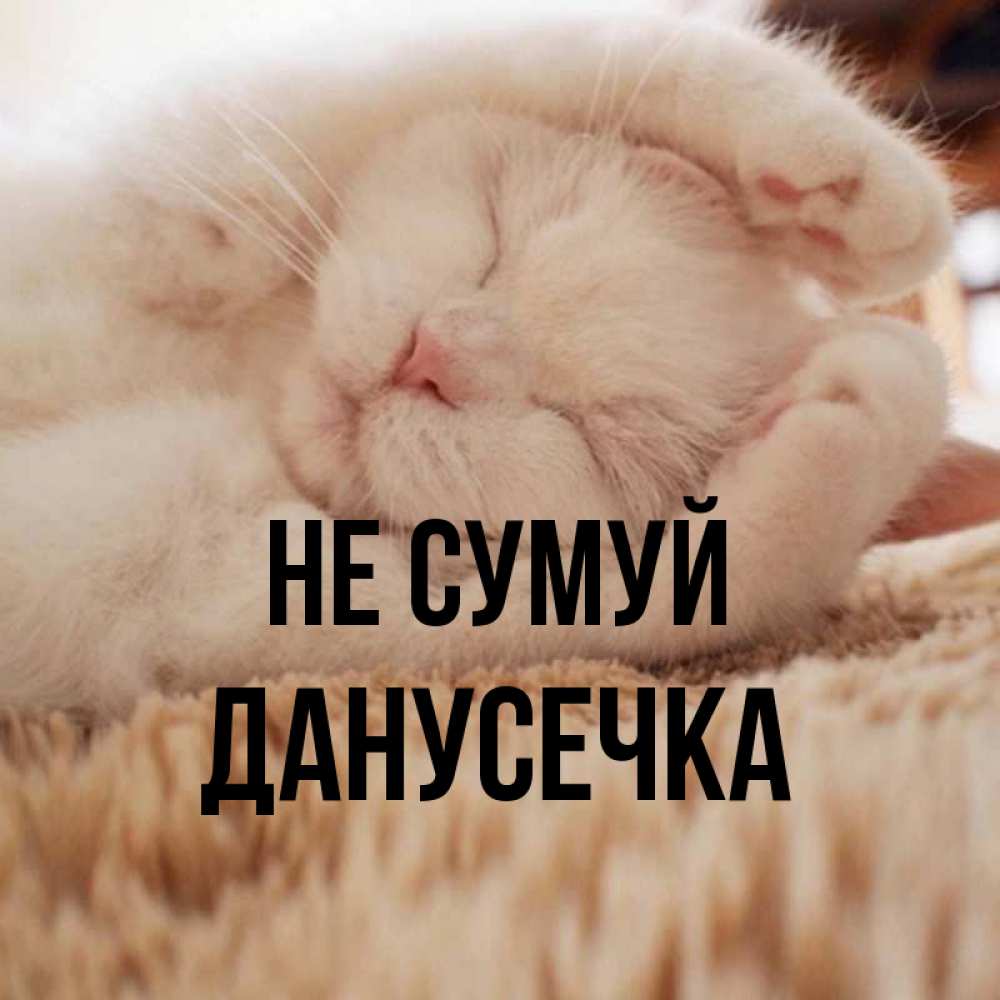 Открытка на каждый день з підписом, Данусечка Не сумуй Котенок спит Прикольна листівка з побажанням онлайн скачати безкоштовно 
