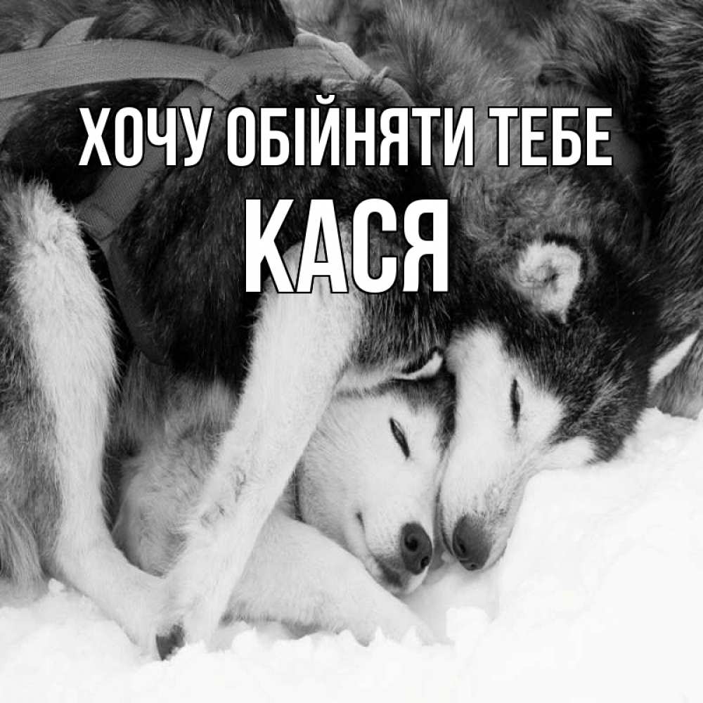 Открытка на каждый день з підписом, Кася Хочу обійняти тебе собачки в упряжке Прикольна листівка з побажанням онлайн скачати безкоштовно 