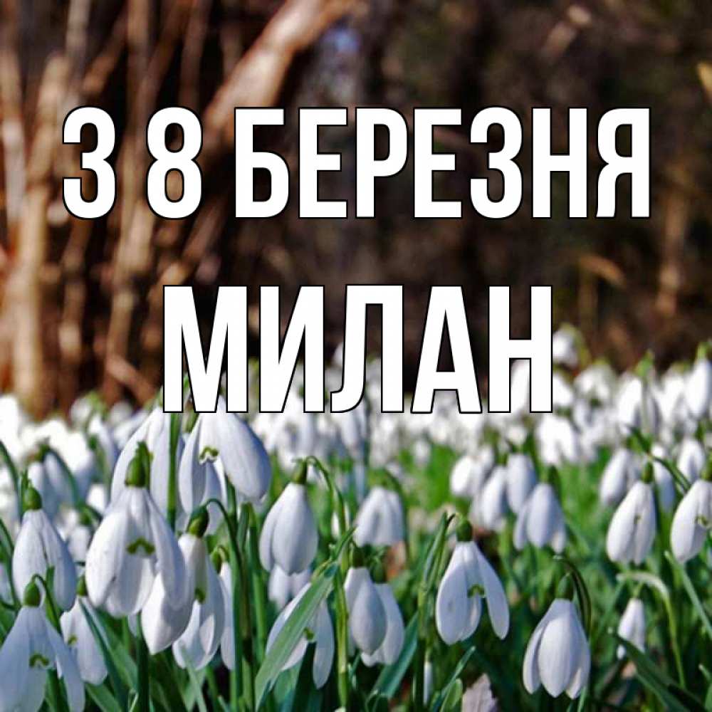 Открытка на каждый день з підписом, Милан З 8 БЕРЕЗНЯ с подснежниками 1 Прикольна листівка з побажанням онлайн скачати безкоштовно 