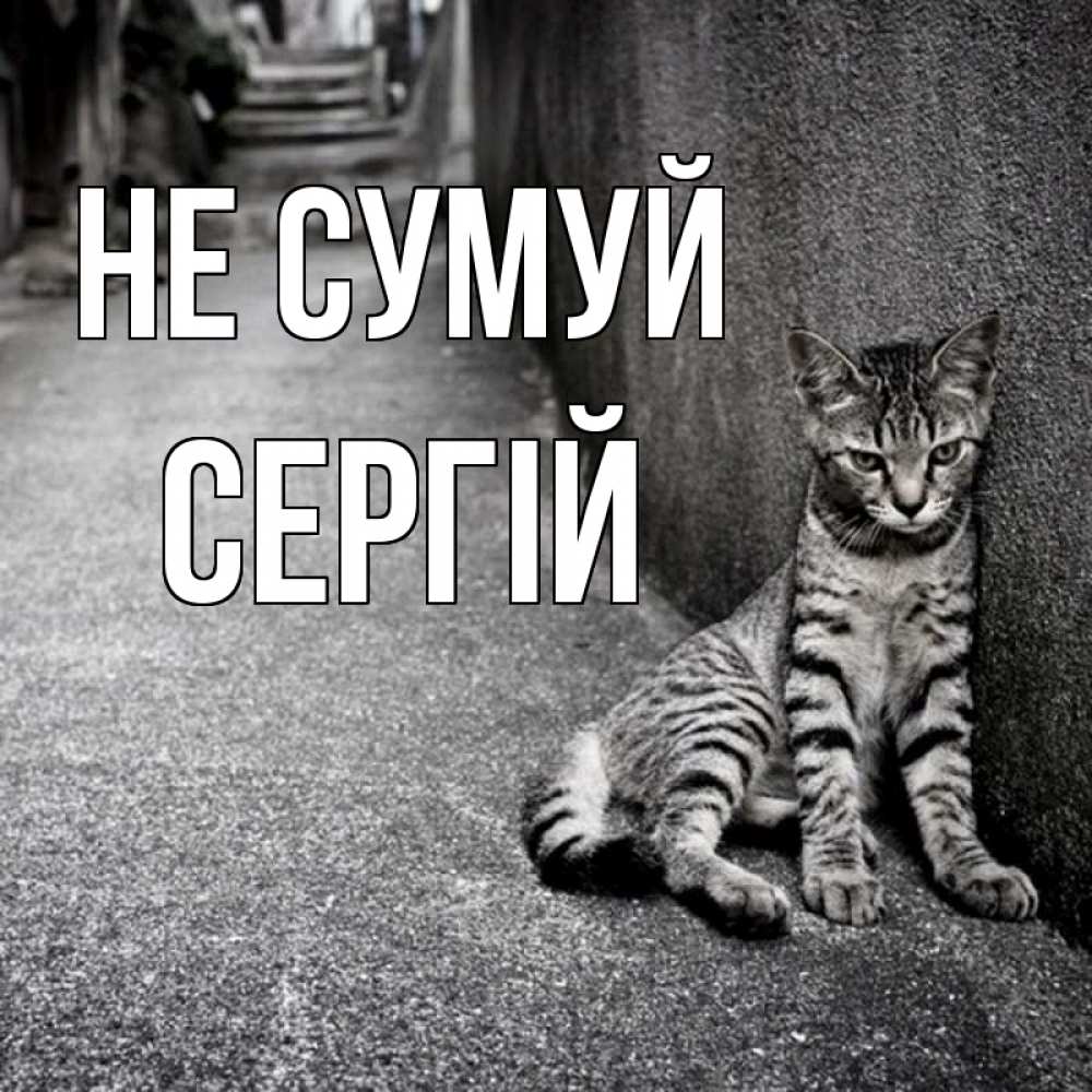 Открытка на каждый день з підписом, Сергій Не сумуй скучающий котик Прикольна листівка з побажанням онлайн скачати безкоштовно 