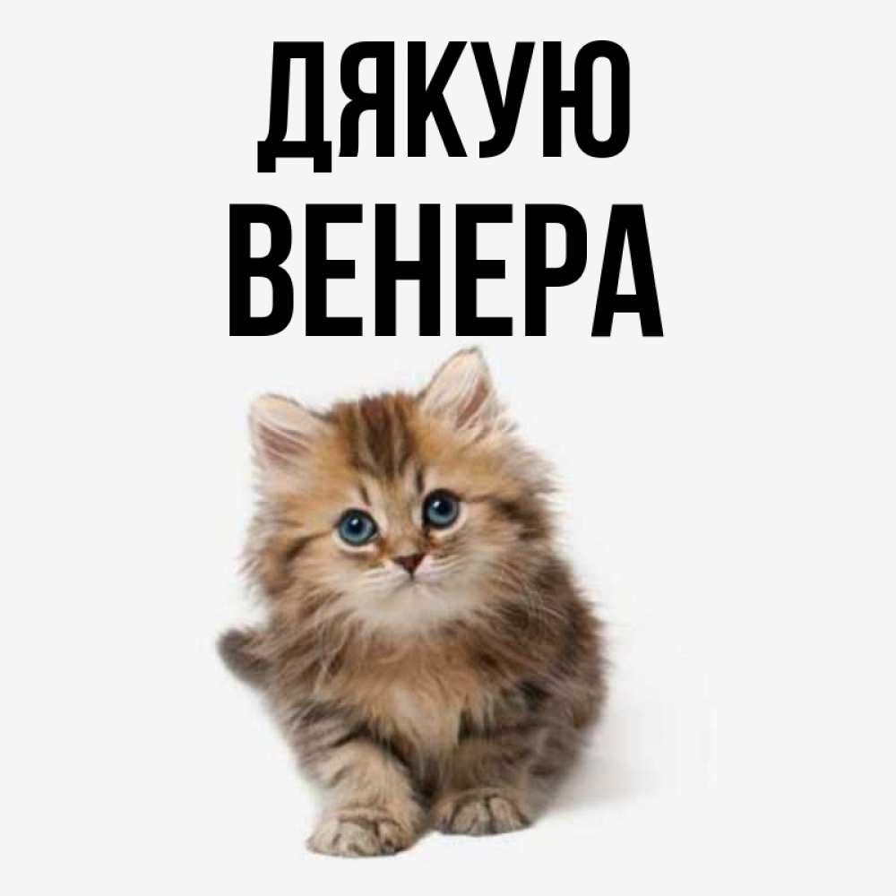 Открытка на каждый день з підписом, Венера Дякую пушистый котик Прикольна листівка з побажанням онлайн скачати безкоштовно 
