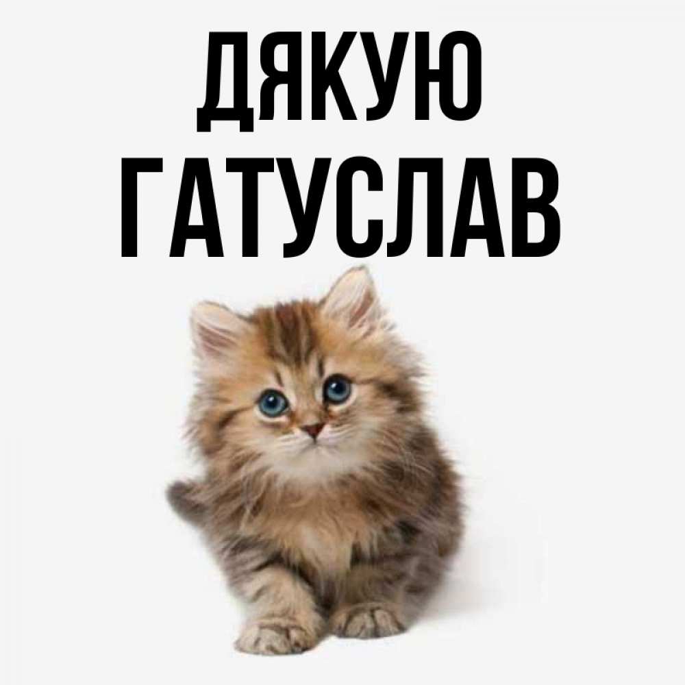 Открытка на каждый день з підписом, Гатуслав Дякую пушистый котик Прикольна листівка з побажанням онлайн скачати безкоштовно 
