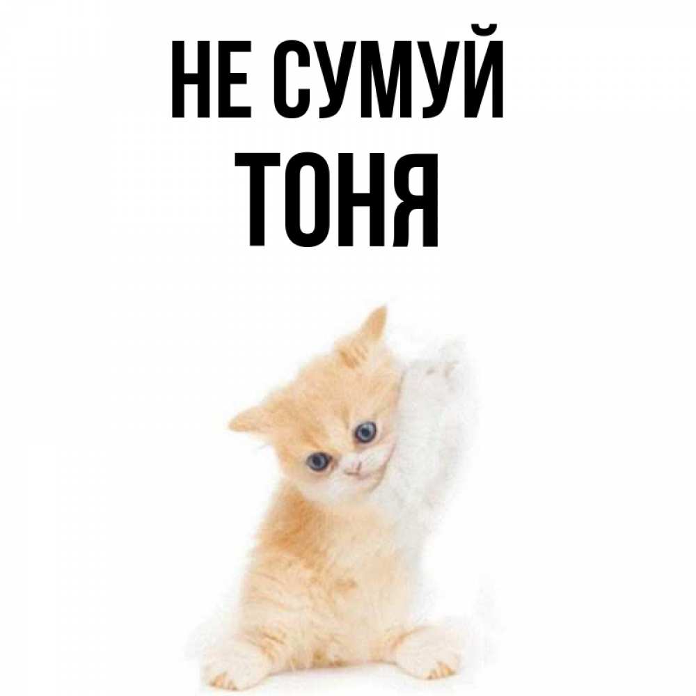 Открытка на каждый день з підписом, Тоня Не сумуй просящий кот Прикольна листівка з побажанням онлайн скачати безкоштовно 