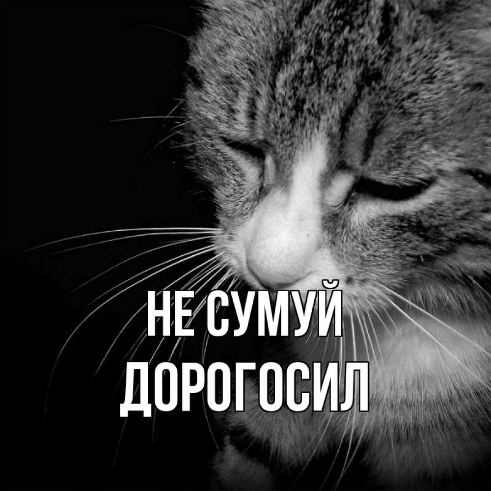 Открытка на каждый день з підписом, Дорогосил Не сумуй грустный котик Прикольна листівка з побажанням онлайн скачати безкоштовно 
