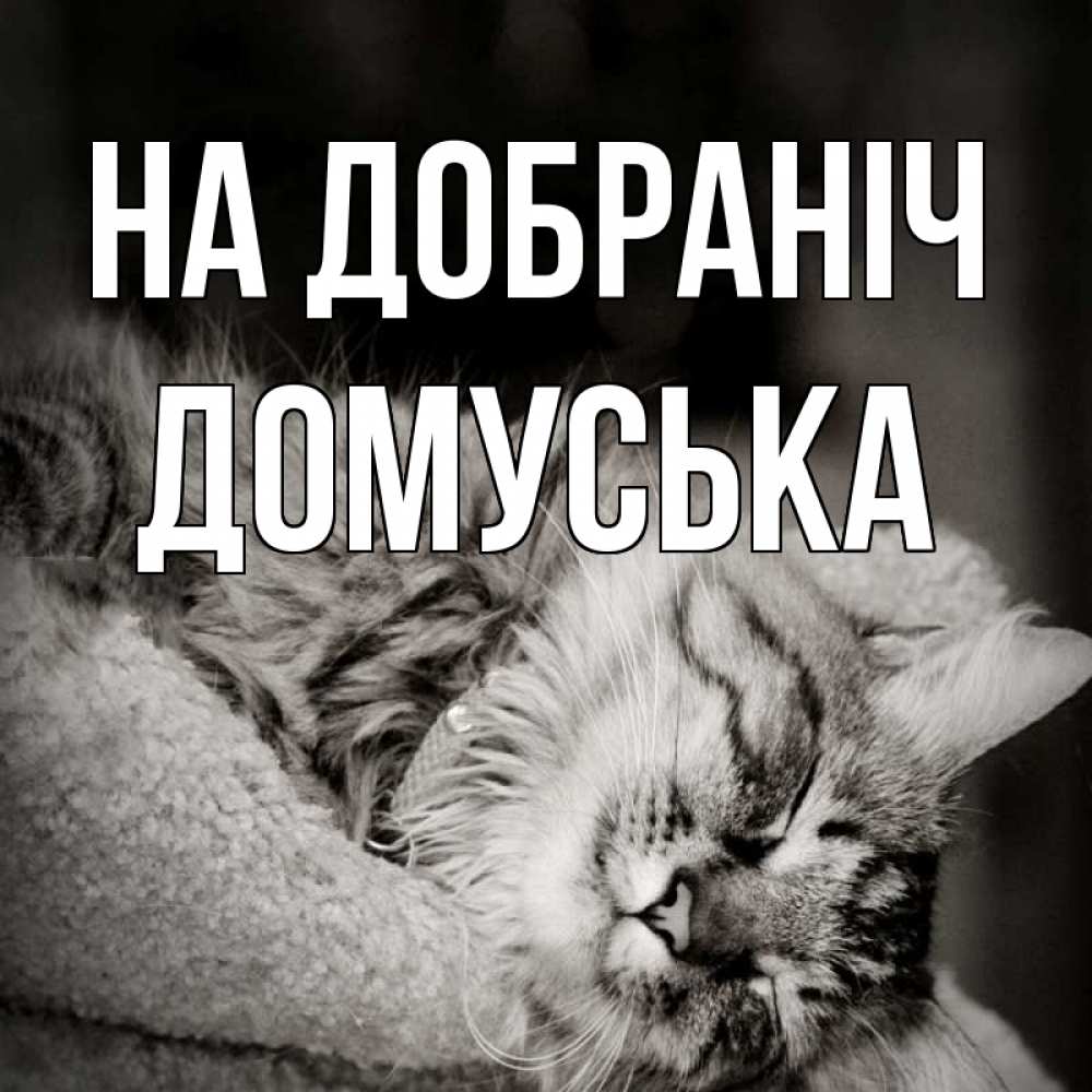 Открытка на каждый день з підписом, Домуська На добраніч котярик пушистый Прикольна листівка з побажанням онлайн скачати безкоштовно 