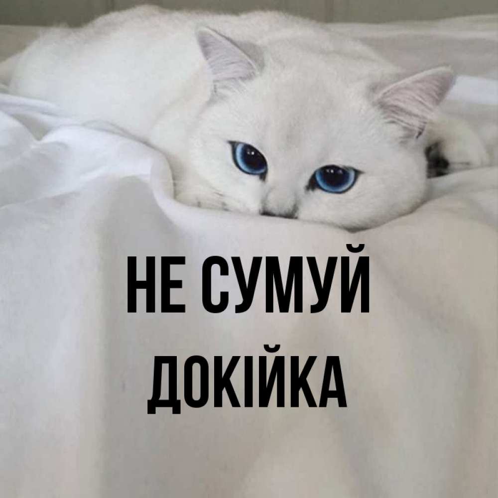 Открытка на каждый день з підписом, Докійка Не сумуй Голубоглазая кошка Прикольна листівка з побажанням онлайн скачати безкоштовно 