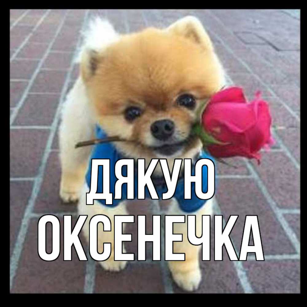 Открытка на каждый день з підписом, Оксенечка Дякую спасибо и дарю тебе цветок Прикольна листівка з побажанням онлайн скачати безкоштовно 