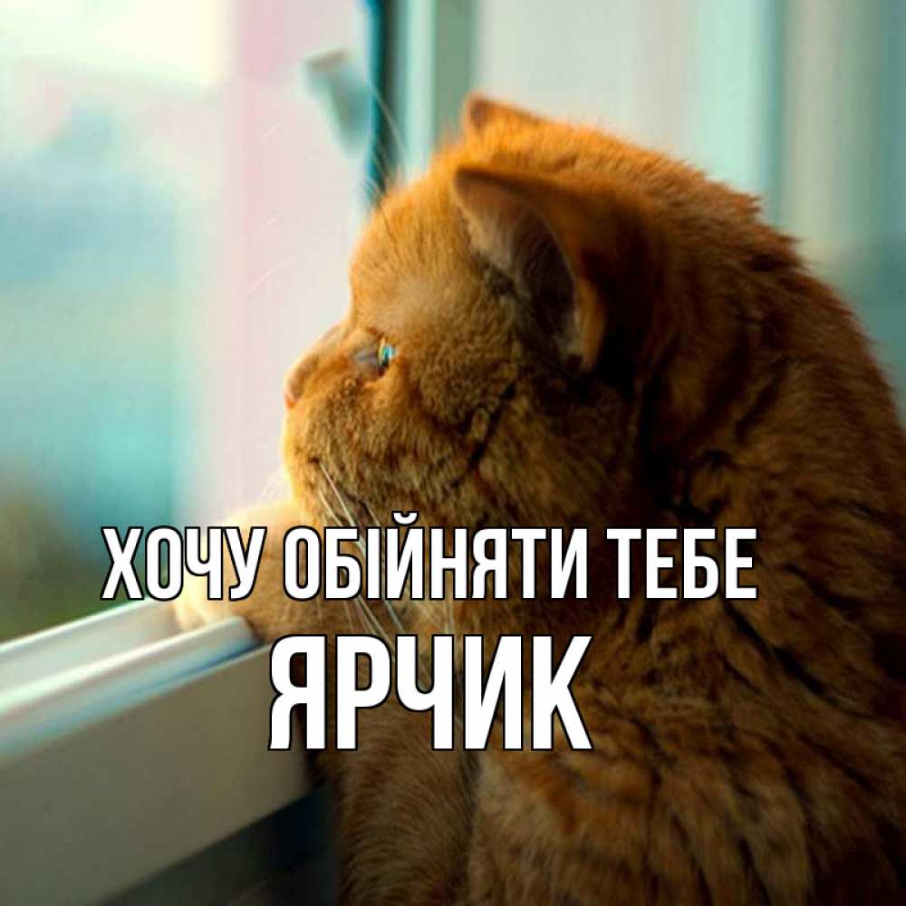 Открытка на каждый день з підписом, Ярчик Хочу обійняти тебе большой огромный рыжий котяра Прикольна листівка з побажанням онлайн скачати безкоштовно 